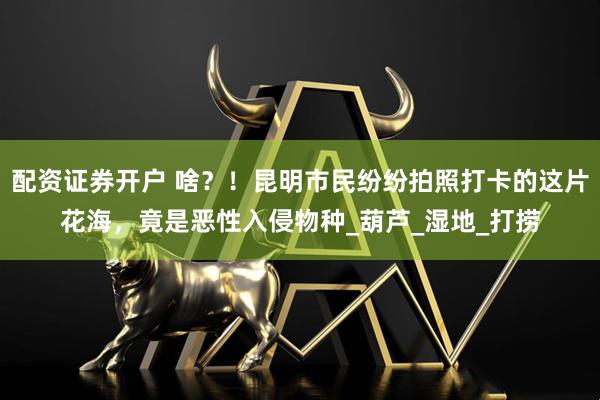 配资证券开户 啥？！昆明市民纷纷拍照打卡的这片花海，竟是恶性入侵物种_葫芦_湿地_打捞